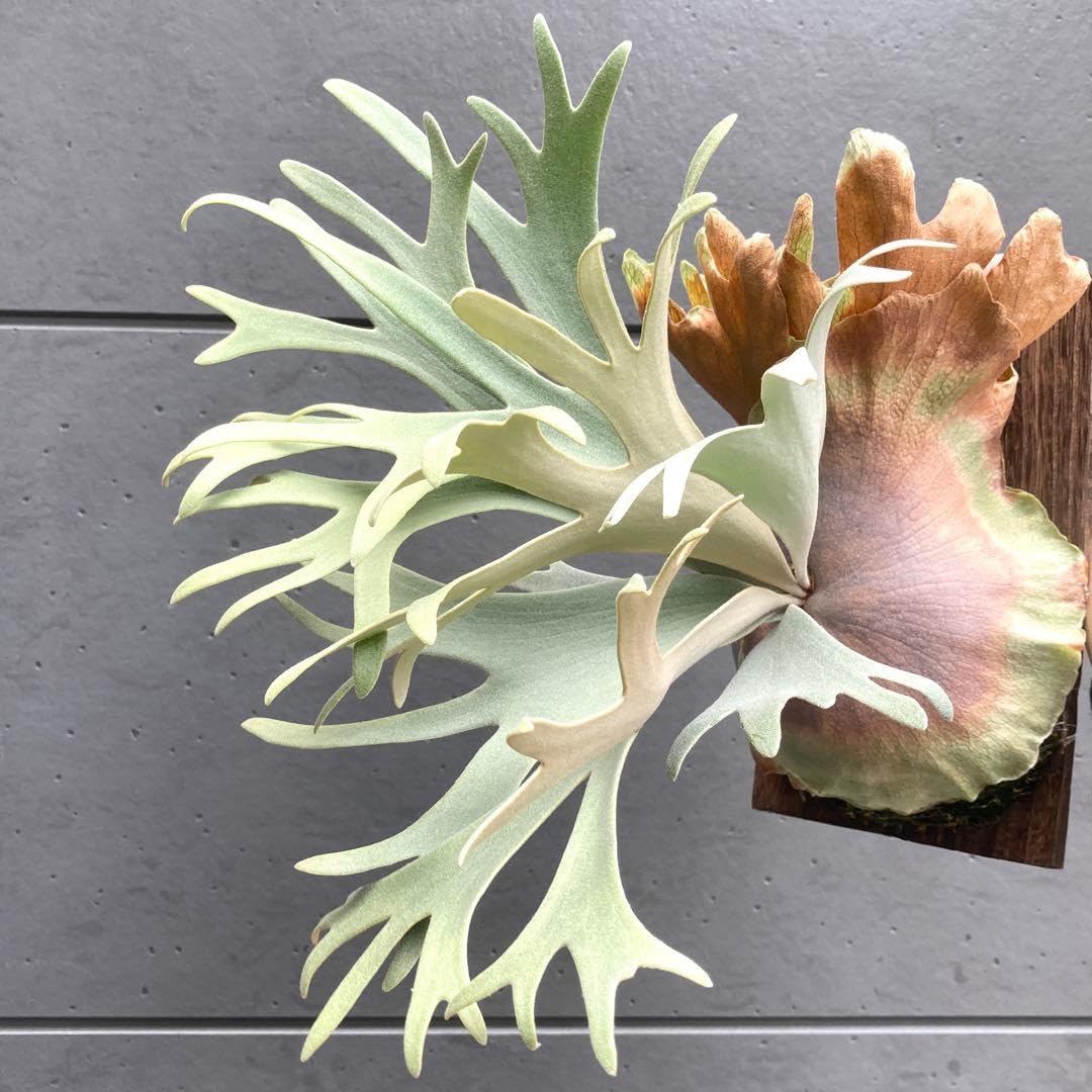 Amazon.co.jp: ︎︎︎︎︎ P.Little Crown Dwarf 胞子 ビカクシダ 小